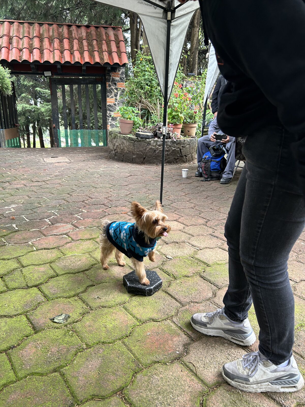 Certificación en Adiestramiento Canino EC0058
