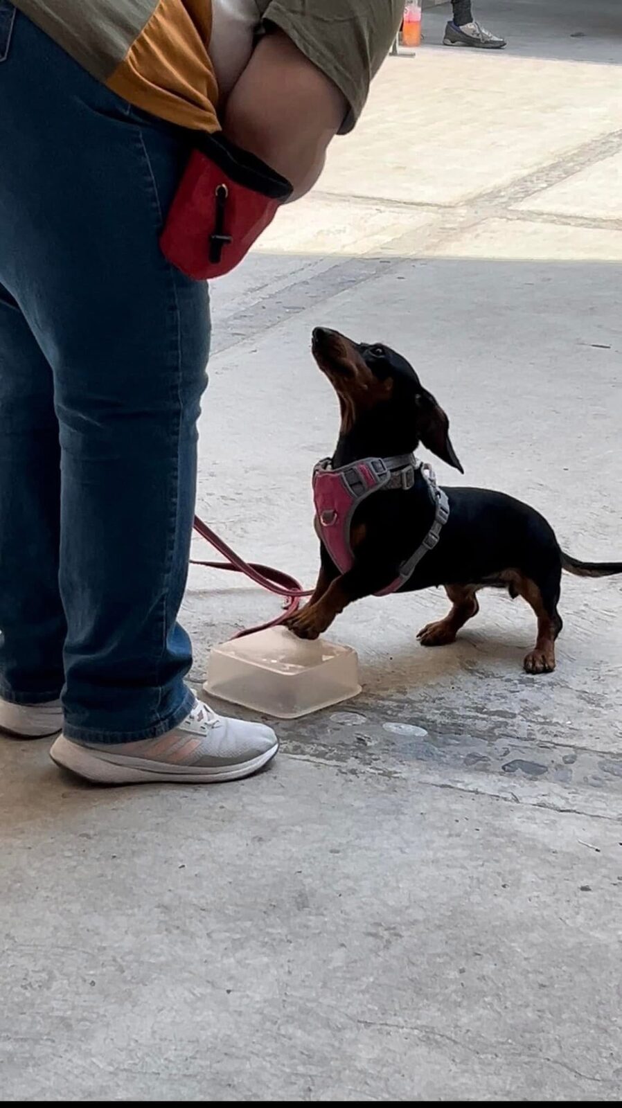 Certificación en Adiestramiento Canino EC0058