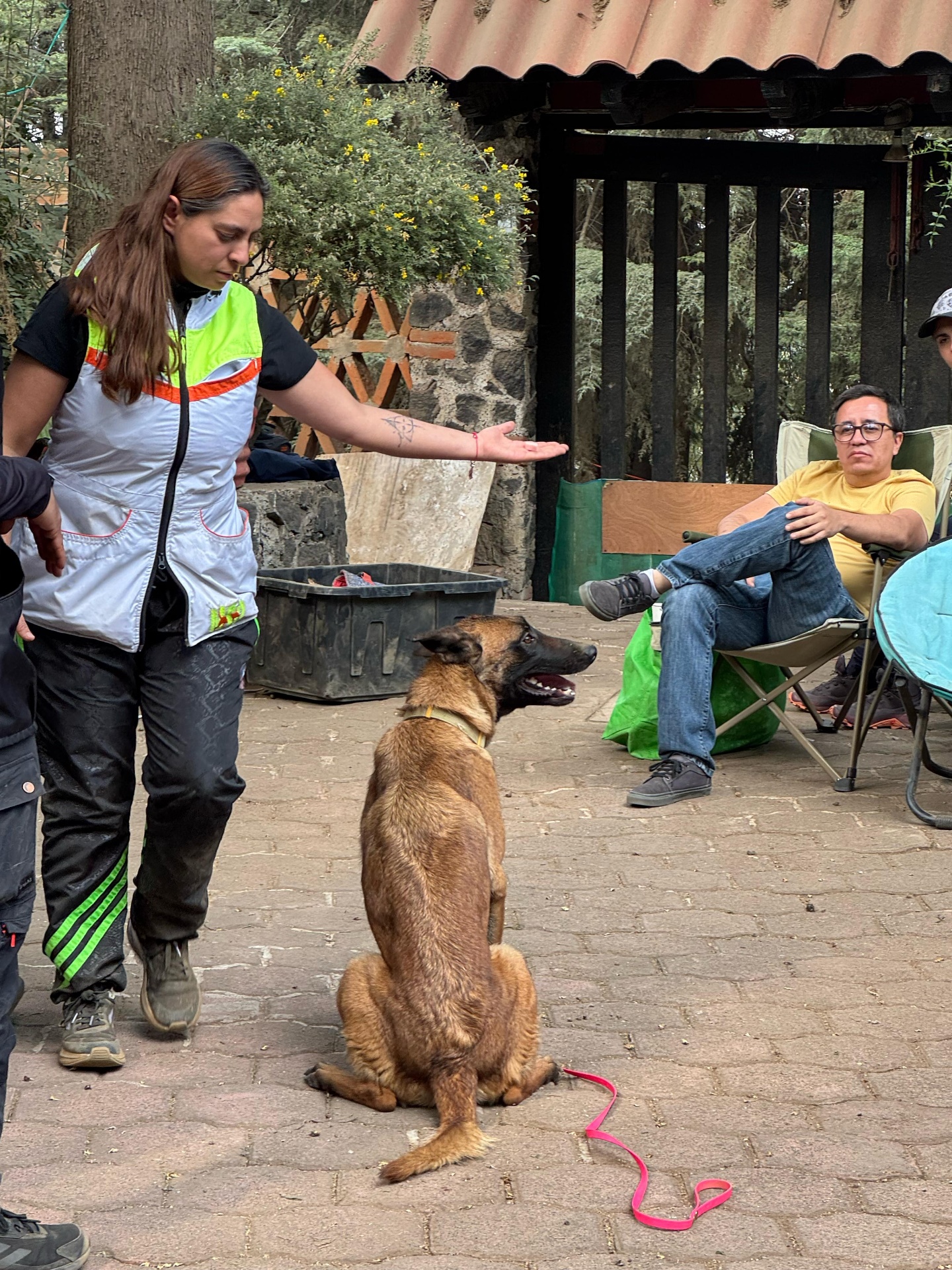 Adiestradora dando señal de mano a perro malinois en sentado