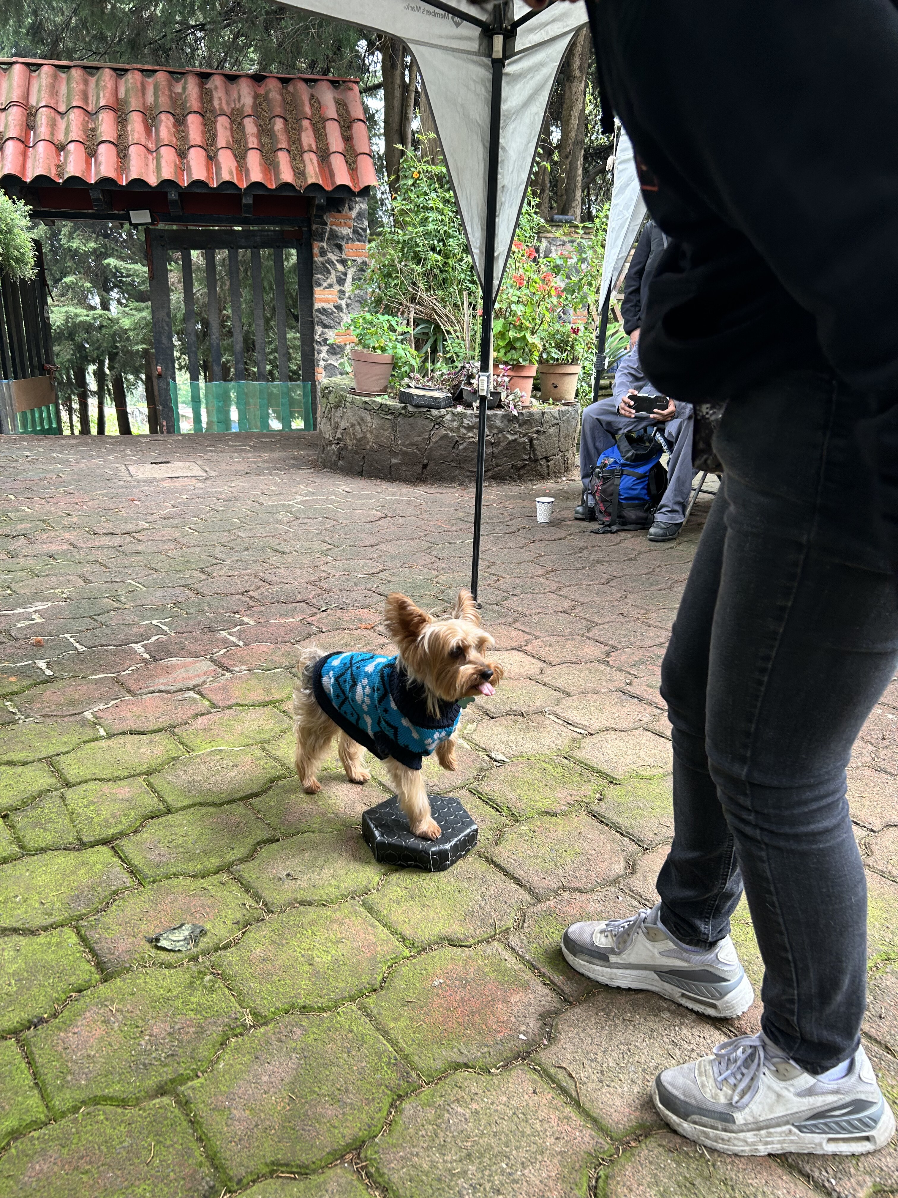 Práctica de adiestramiento profesional al aire libre