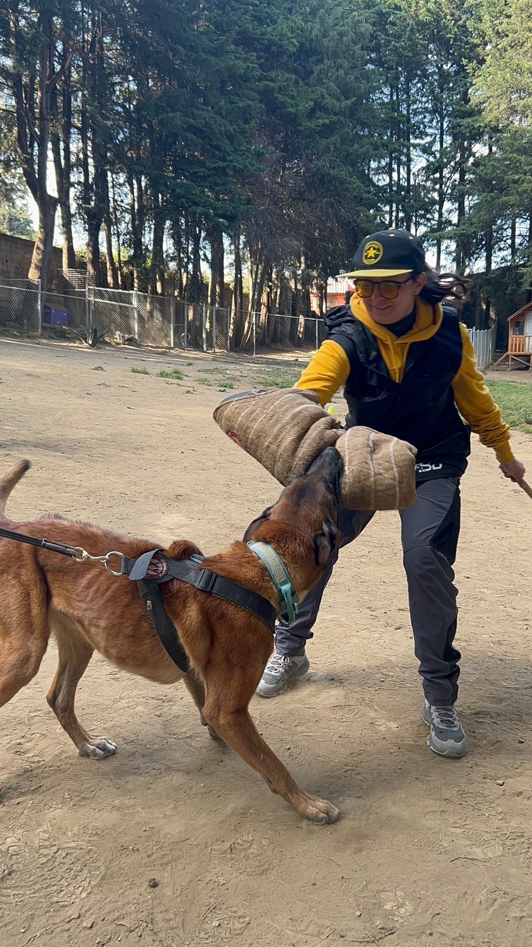 Entrenamiento de mordida con manga en práctica deportiva