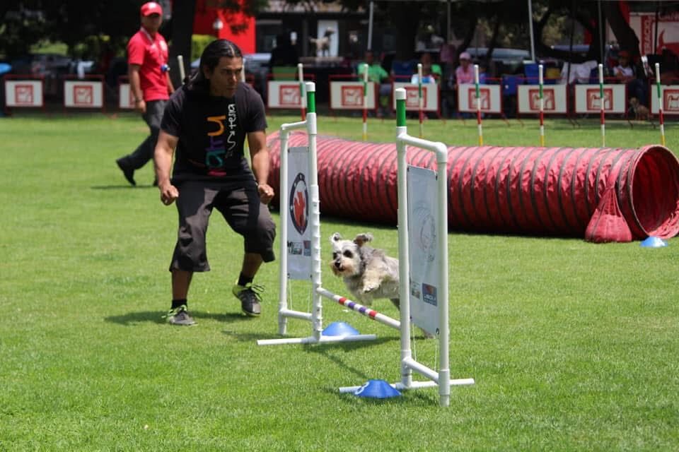 Fundamentos para Competir en Obediencia FCM y Rally